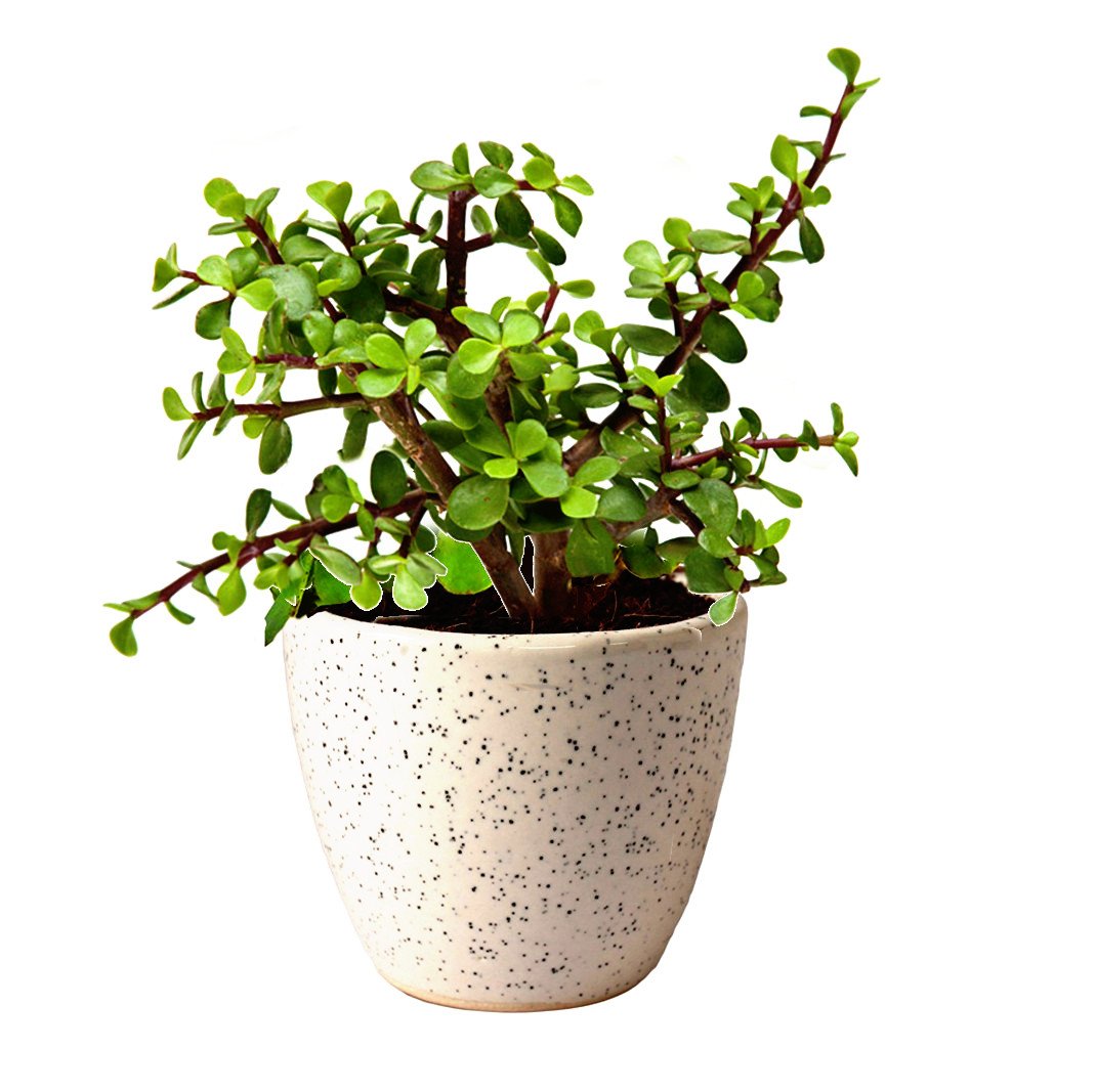 jade plant small leaf Jade Plant Small – Gypsy and the Bowerbird